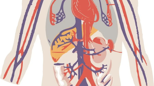 ¿Sabías que el Ácido Alfa Lipoico mejora la oxigenación y el flujo sanguíneo?